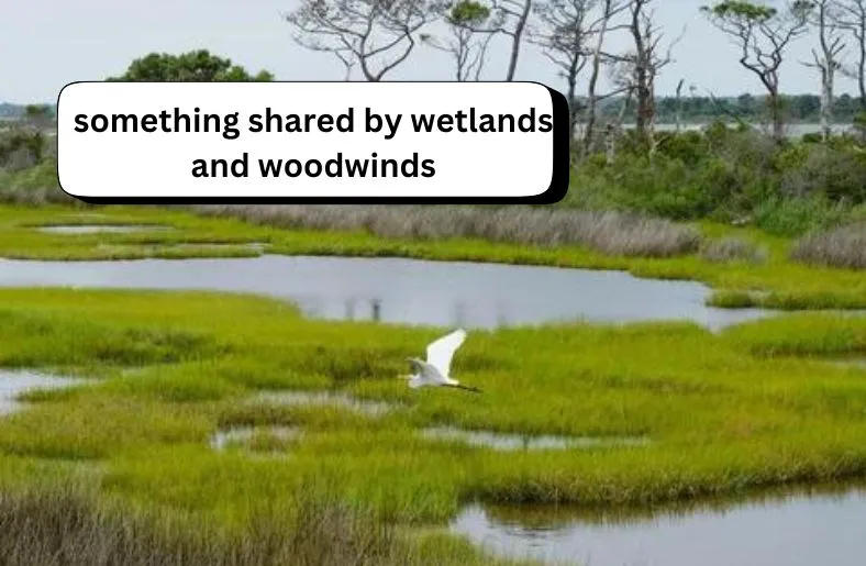 Something Shared by Wetlands and Woodwinds | Harmony in Nature