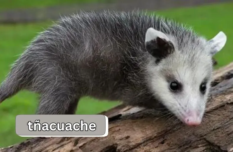 Tñacuache | Discover the Secrets of This Adaptable Animal